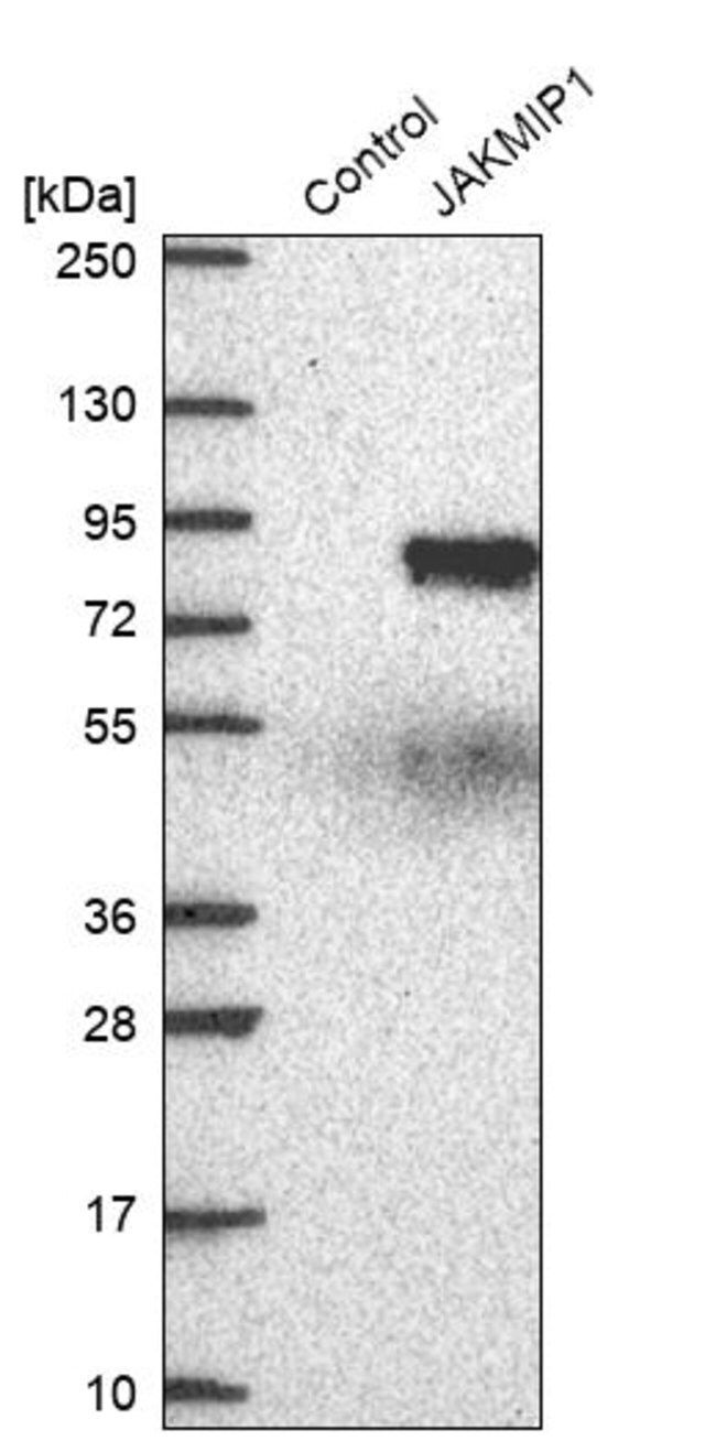 Anti-JAKMIP1 antibody produced in rabbit