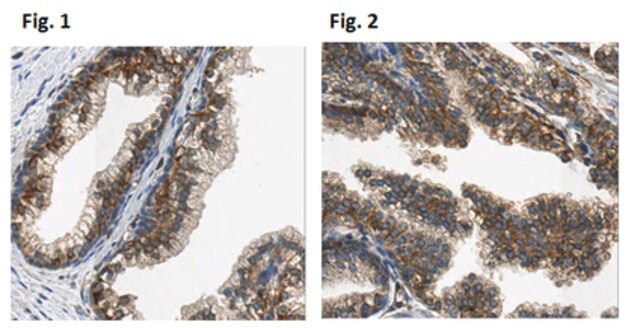 Anti-Kallikrein-13/KLK13 Antibody, clone 33.1