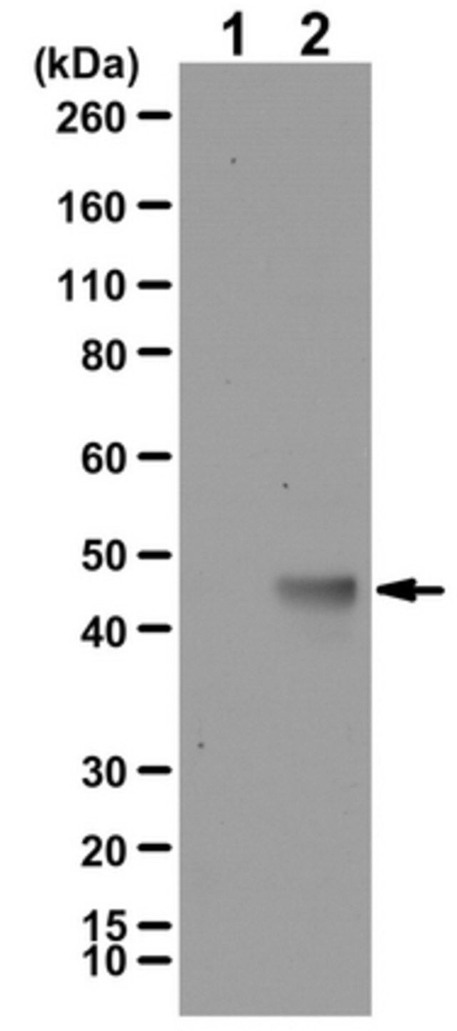 Anti-K-Ras4A Antibody, Isoform-specific