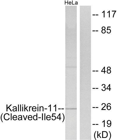 Anti-Kallikrein-11 (Cleaved-Ile<sup>54</sup>) antibody produced in rabbit