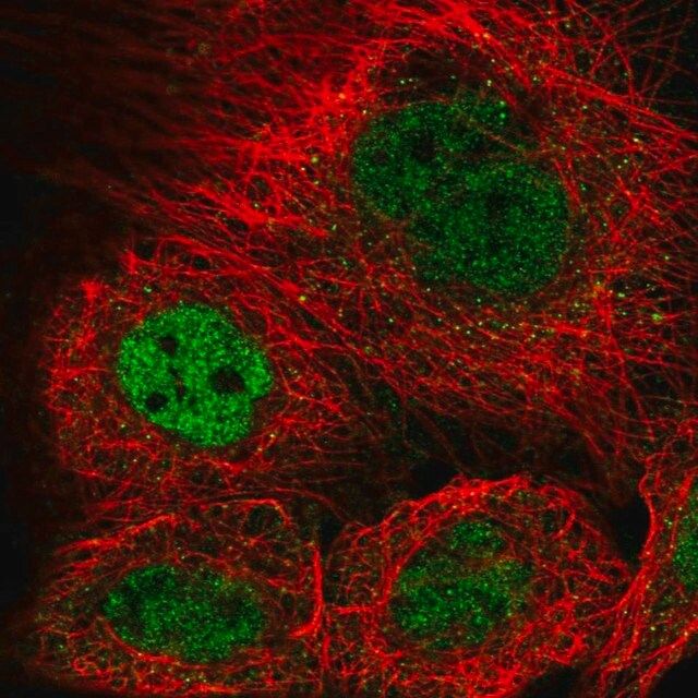 Anti-KANSL3 antibody produced in rabbit