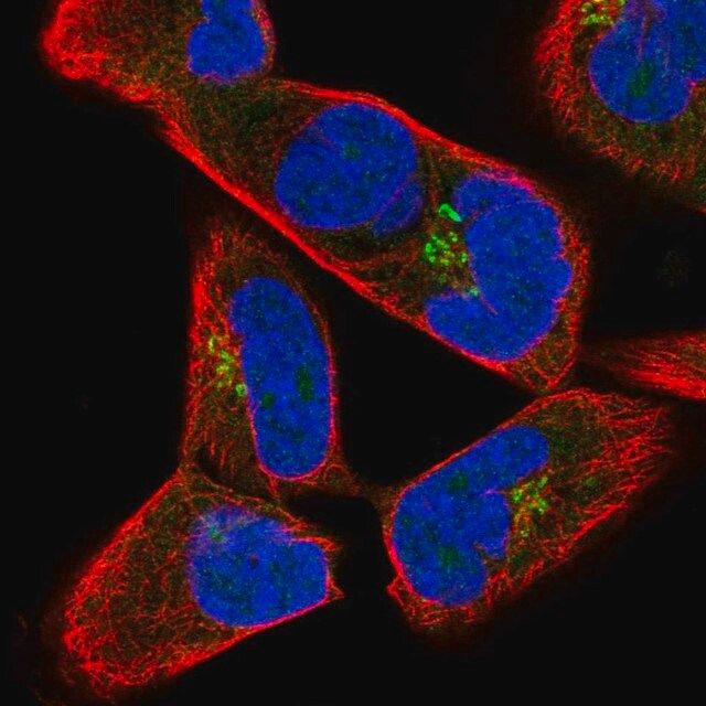 Anti-JAKMIP2 antibody produced in rabbit