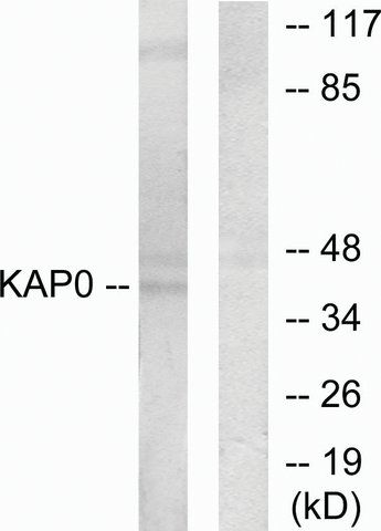 Anti-KAP0 antibody produced in rabbit