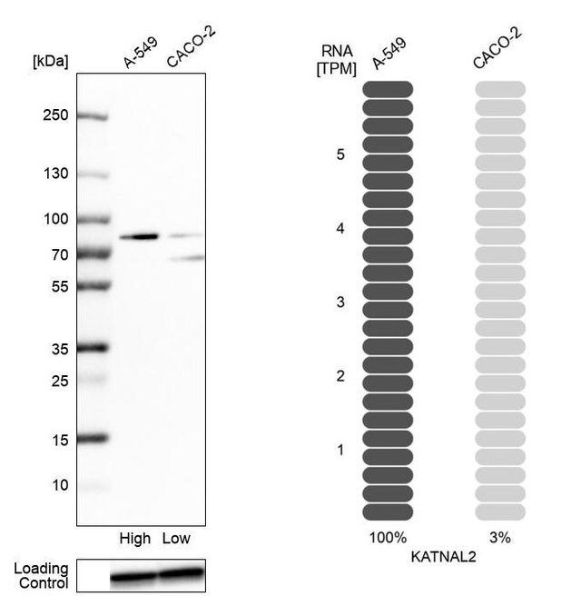 Anti-KATNAL2 antibody produced in rabbit