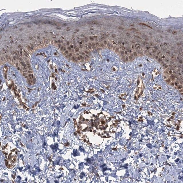 Anti-KANSL2 antibody produced in rabbit