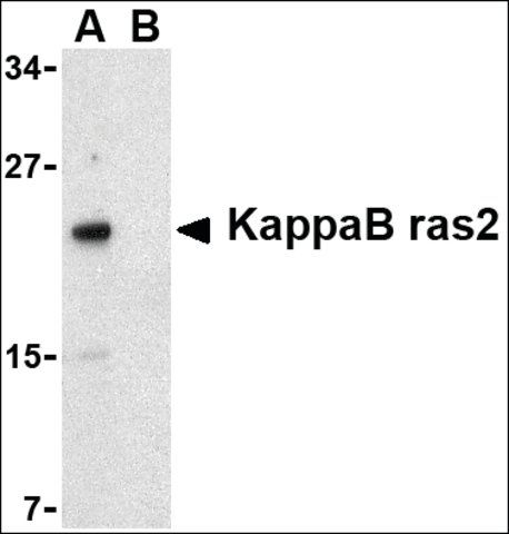 Anti-KappaB ras2 antibody produced in rabbit