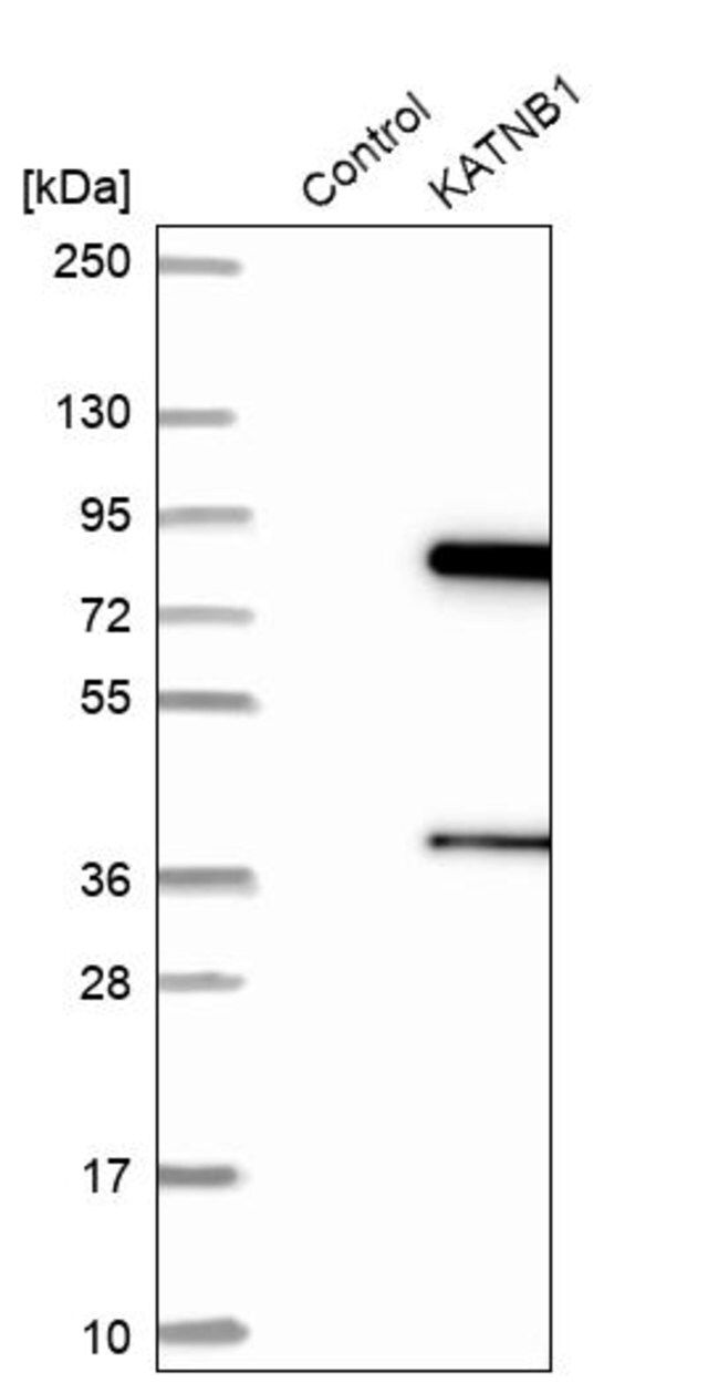 Anti-KATNB1 antibody produced in rabbit