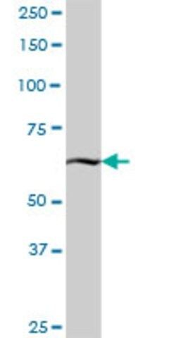 Anti-KBTBD7 antibody produced in mouse