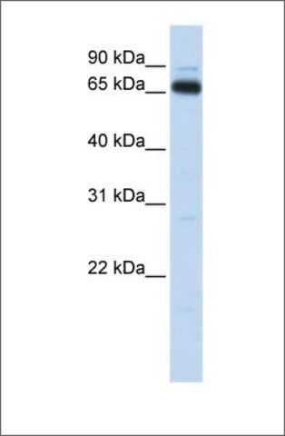 Anti-KBTBD5 antibody produced in rabbit