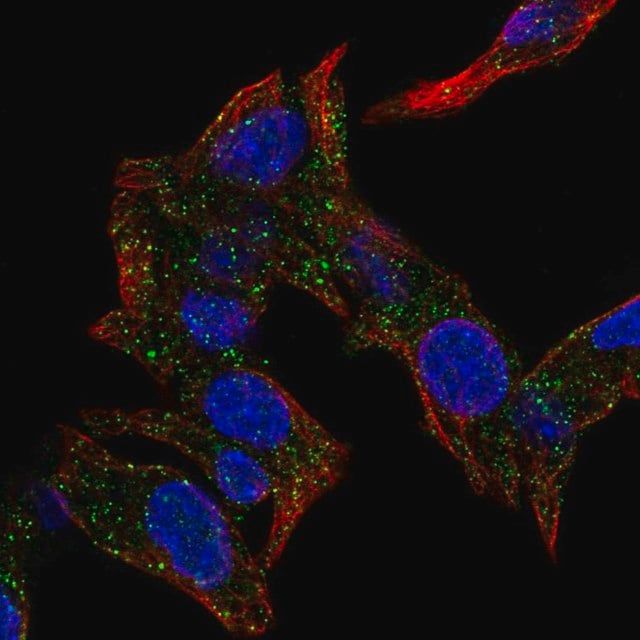 Anti-KAT14 antibody produced in rabbit