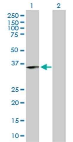 Anti-ING1 antibody produced in rabbit