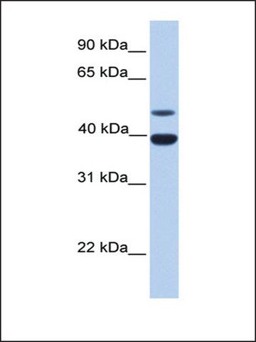 Anti-INHA antibody produced in rabbit