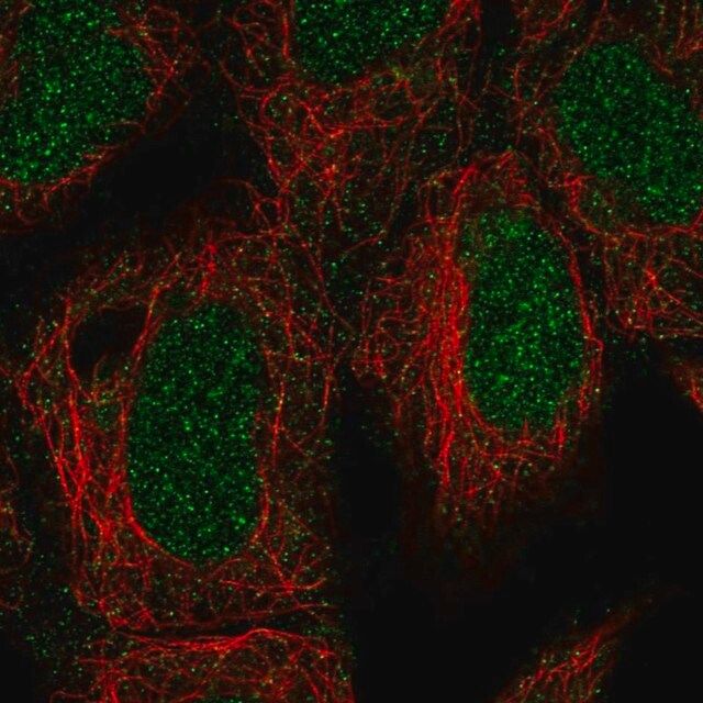 Anti-ING3 antibody produced in rabbit