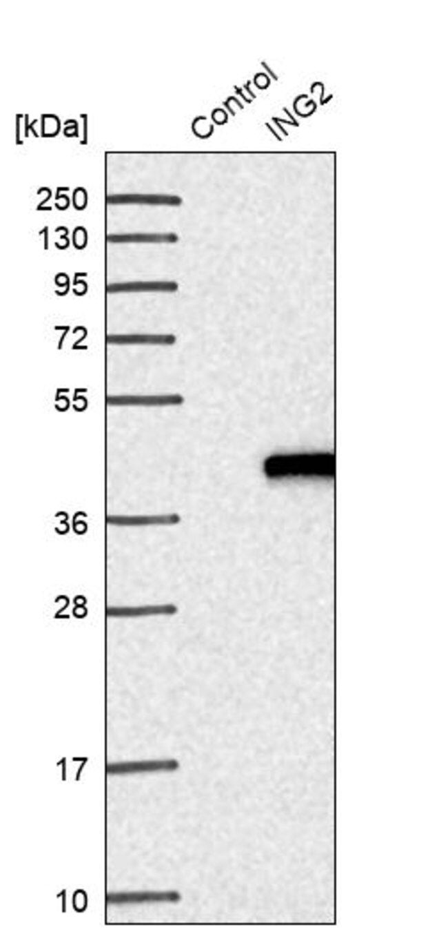 Anti-ING2 antibody produced in rabbit