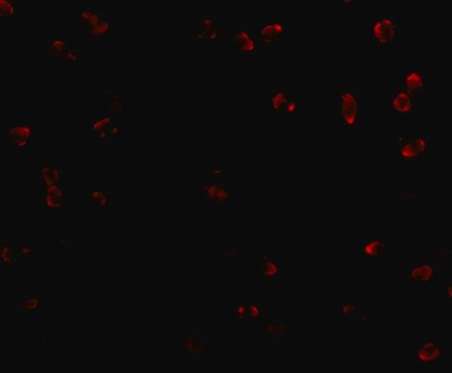 Anti-Integrin alpha 4 antibody produced in rabbit