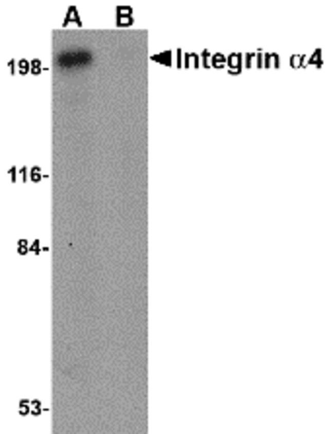 Anti-Integrin alpha 4 antibody produced in rabbit