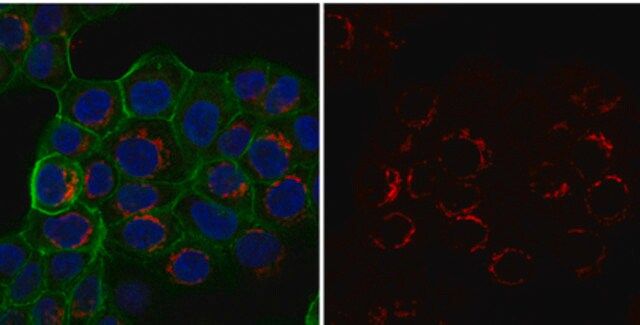 Anti-Integrin 1 Antibody, activated, clone HUTS-4, Alexa Fluor<sup>®</sup> 555