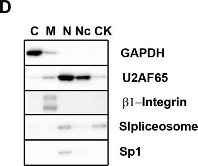 Anti-Integrin 1 Antibody, a.a. 82-87, clone JB1A (a.k.a. J10)