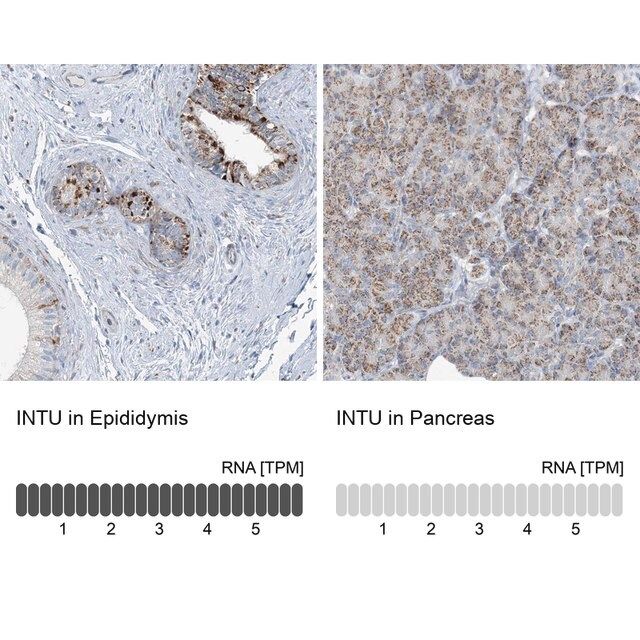 Anti-INTU antibody produced in rabbit