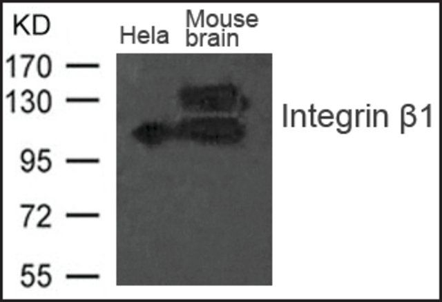 Anti-Integrin 1 antibody produced in rabbit