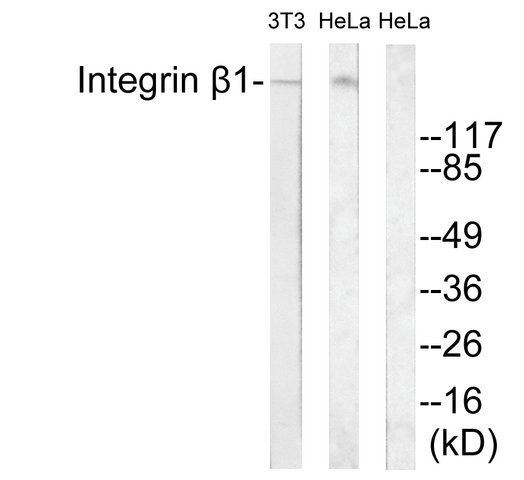 Anti-Integrin 1 antibody produced in rabbit