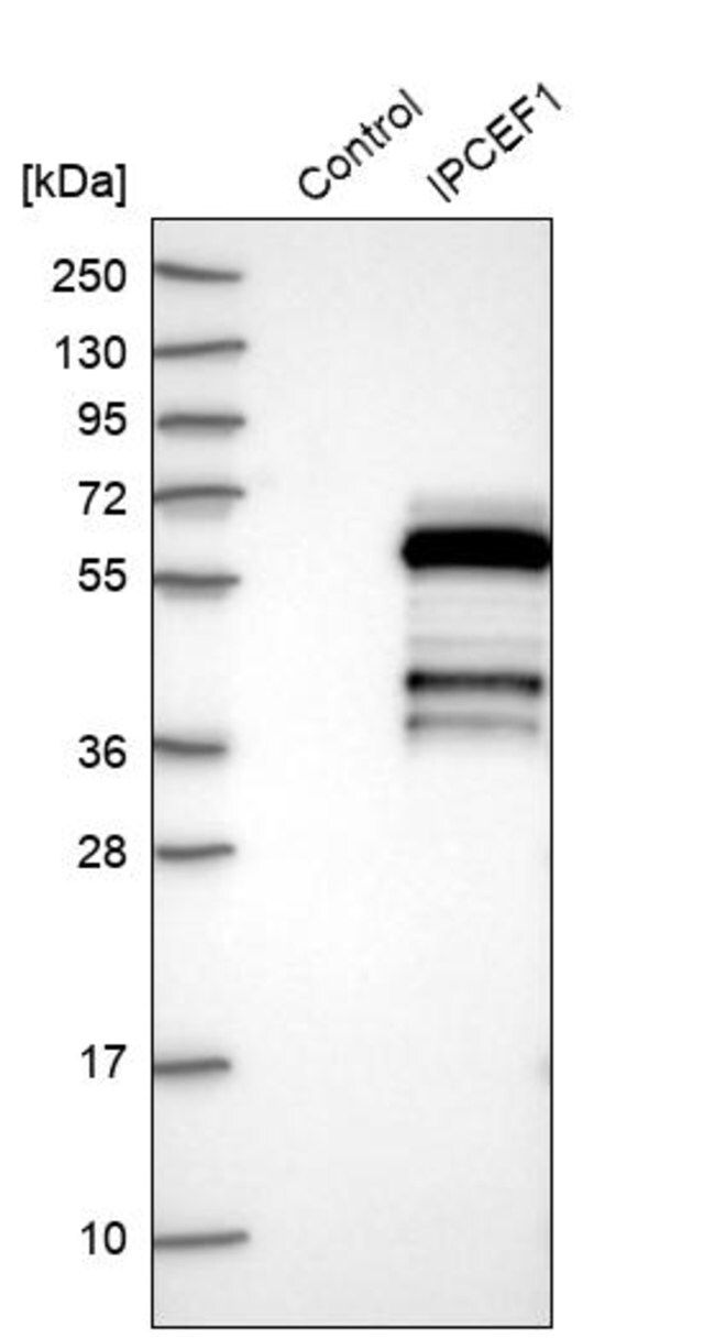 Anti-IPCEF1 antibody produced in rabbit