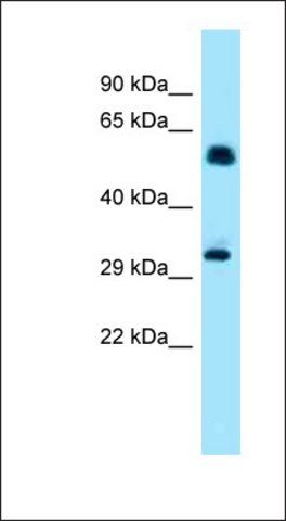 Anti-IP6K1 antibody produced in rabbit