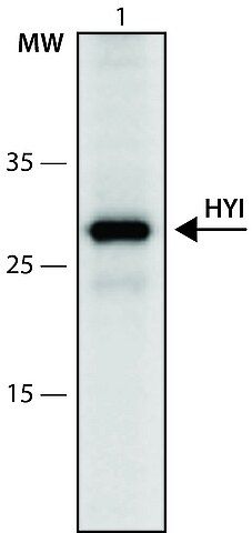 Anti-HYI (190-204) antibody produced in rabbit