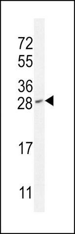 ANTI-IAH1 (CENTER) antibody produced in rabbit