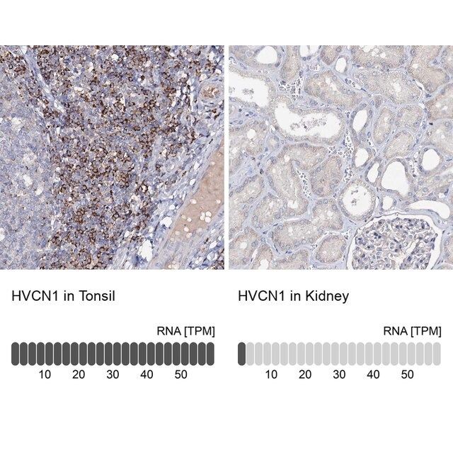 Anti-HVCN1 antibody produced in rabbit