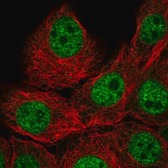 Anti-IAH1 antibody produced in rabbit