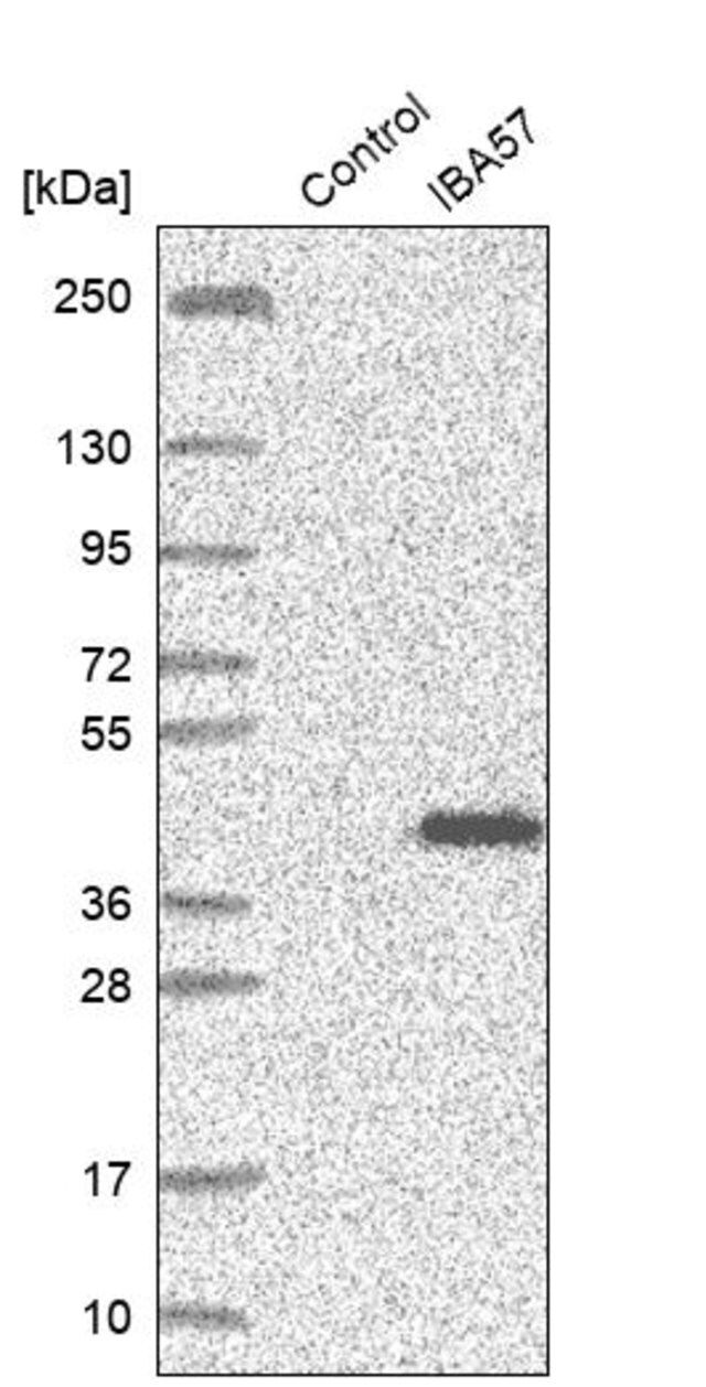 Anti-IBA57 antibody produced in rabbit