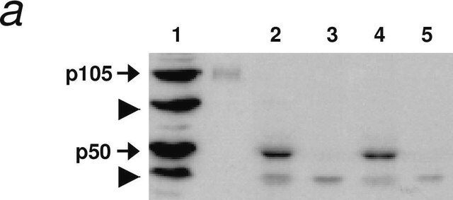 Anti-Huntingtin Protein Antibody, a.a. 181-810, clone 1HU-4C8