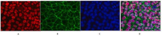 Anti-Human Oct-4 Antibody