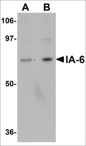 Anti-IA-6 antibody produced in rabbit