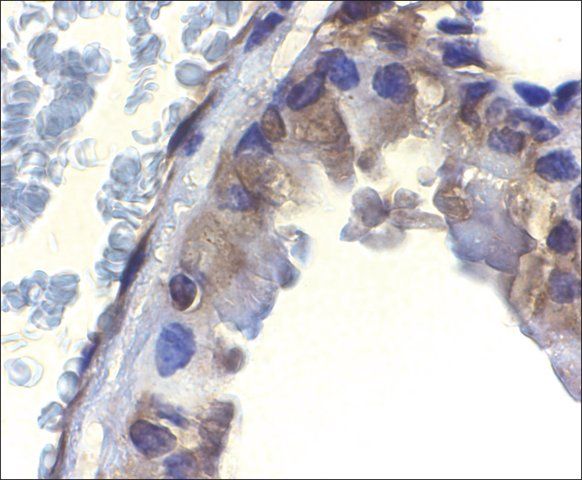 Anti-ICAD antibody produced in rabbit