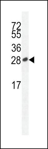 ANTI-ICOS(C-TERMINAL) antibody produced in rabbit