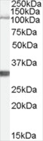 Anti-IDE antibody produced in goat