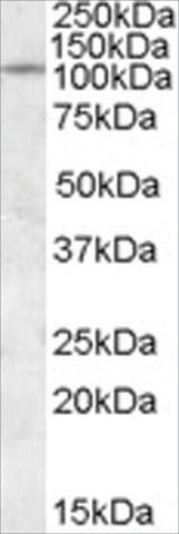 Anti-IA2 antibody produced in goat