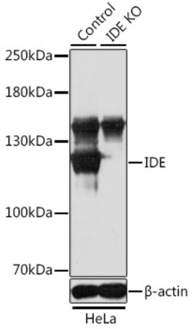 Anti-IDE antibody produced in rabbit