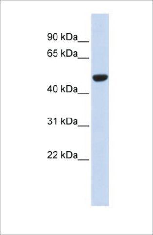 Anti-IDH2 antibody produced in rabbit