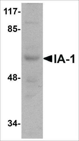 Anti-IA-1 antibody produced in rabbit