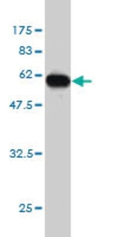 ANTI-ICOSLG antibody produced in mouse