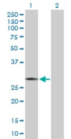 Anti-ICOS antibody produced in rabbit