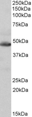 Anti-IDH2 antibody produced in goat