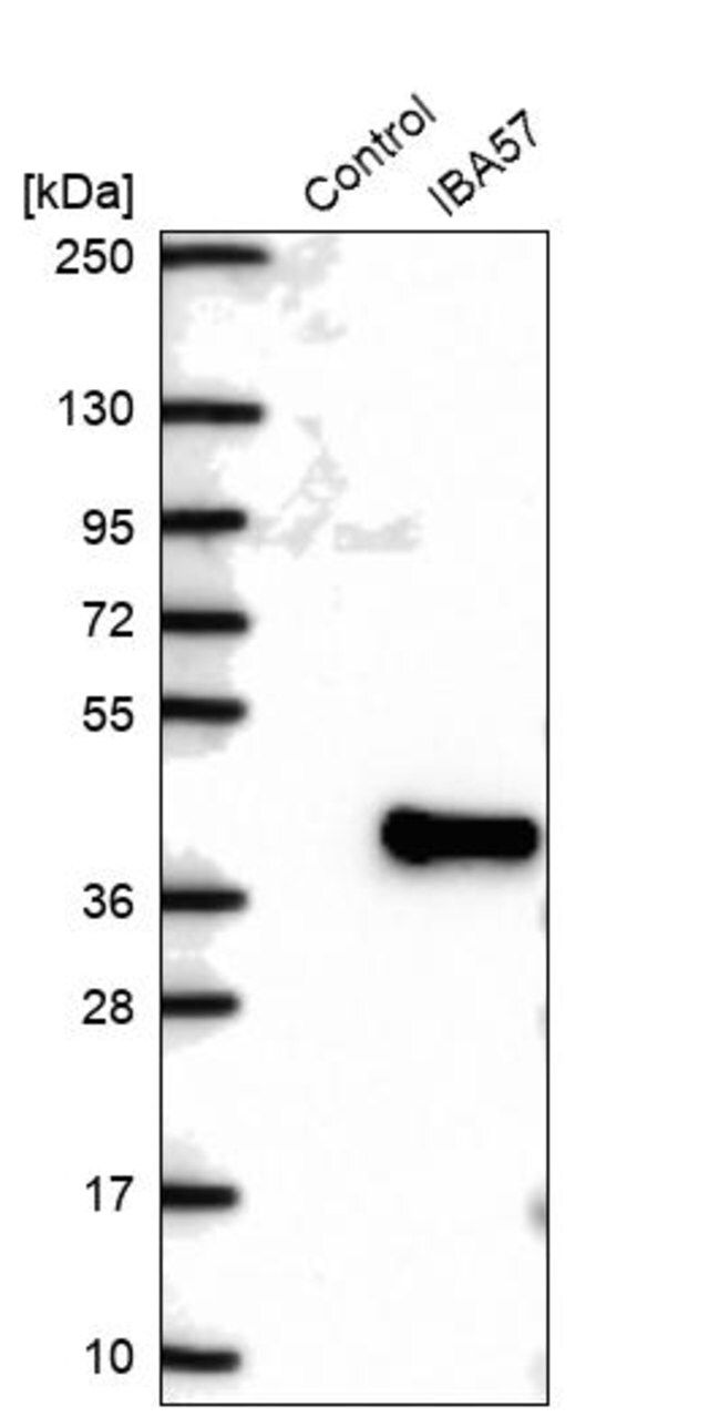 Anti-IBA57 antibody produced in rabbit