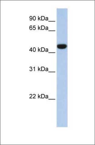 Anti-IDH1 (ab1) antibody produced in rabbit