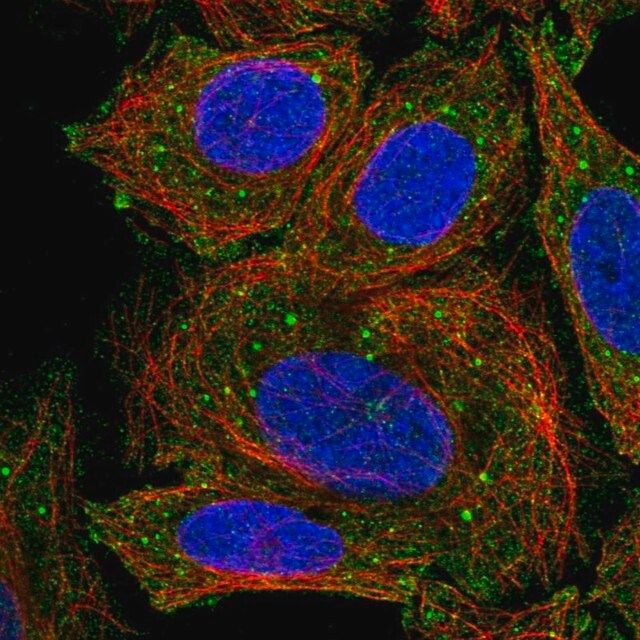 Anti-ICOSLG antibody produced in rabbit