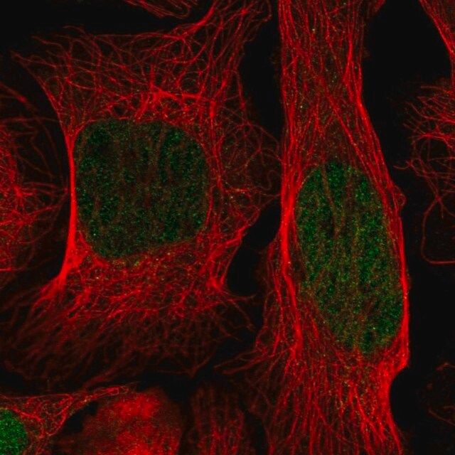 Anti-ID1 antibody produced in rabbit