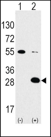 Anti-IDE (center) antibody produced in rabbit